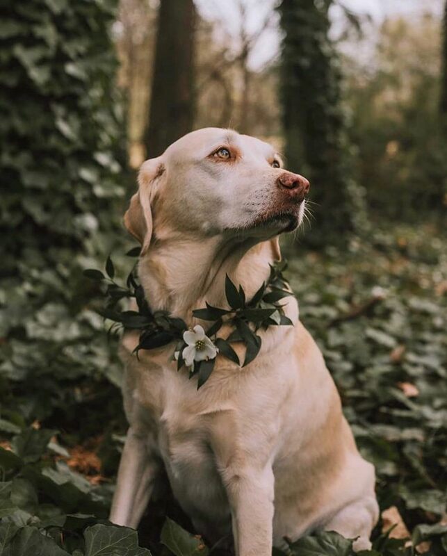dog in floral collar sitting in ivy