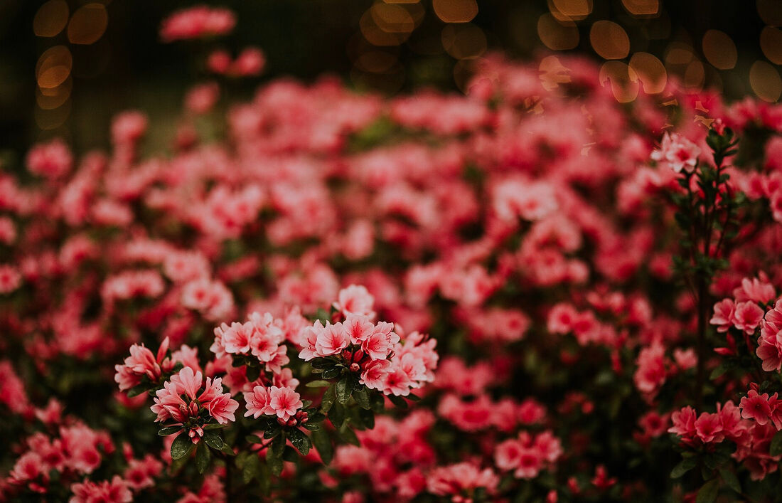A romantic bush of vibrant, pink azaleas.