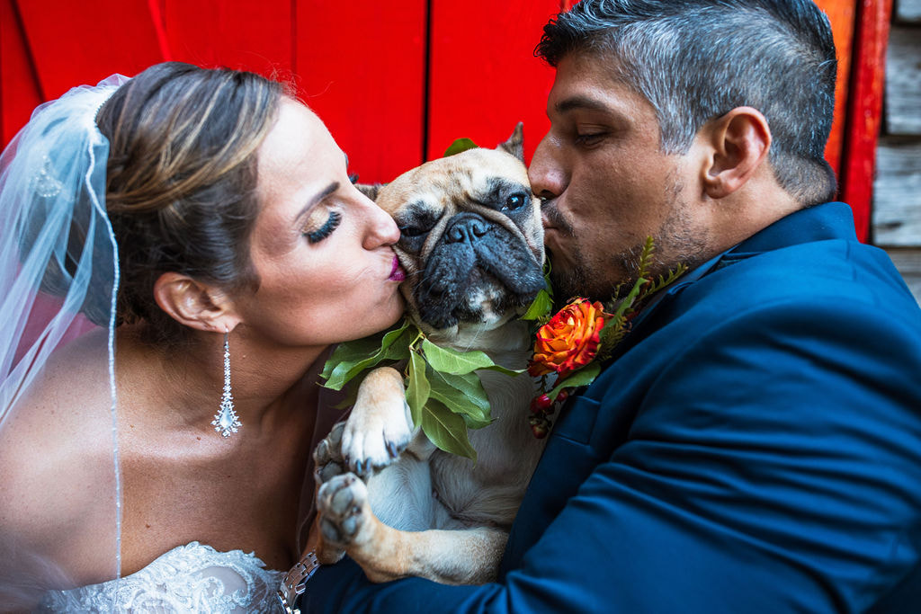 bride and groom kissing french bulldog in front of red barn doors