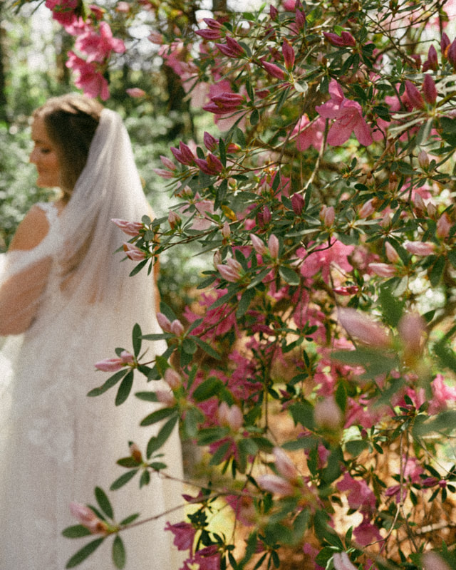 bride behind blooming pink azalea bush