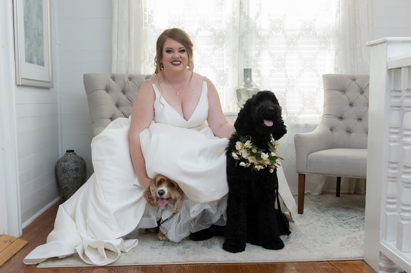 bride posing with spaniel dogs